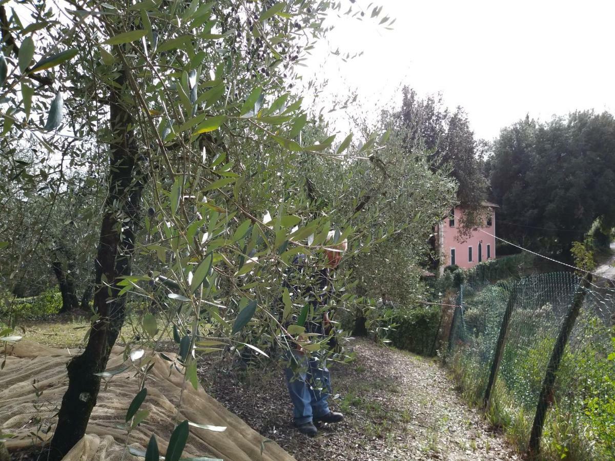 Podere Il Leccione Palaia Exterior foto